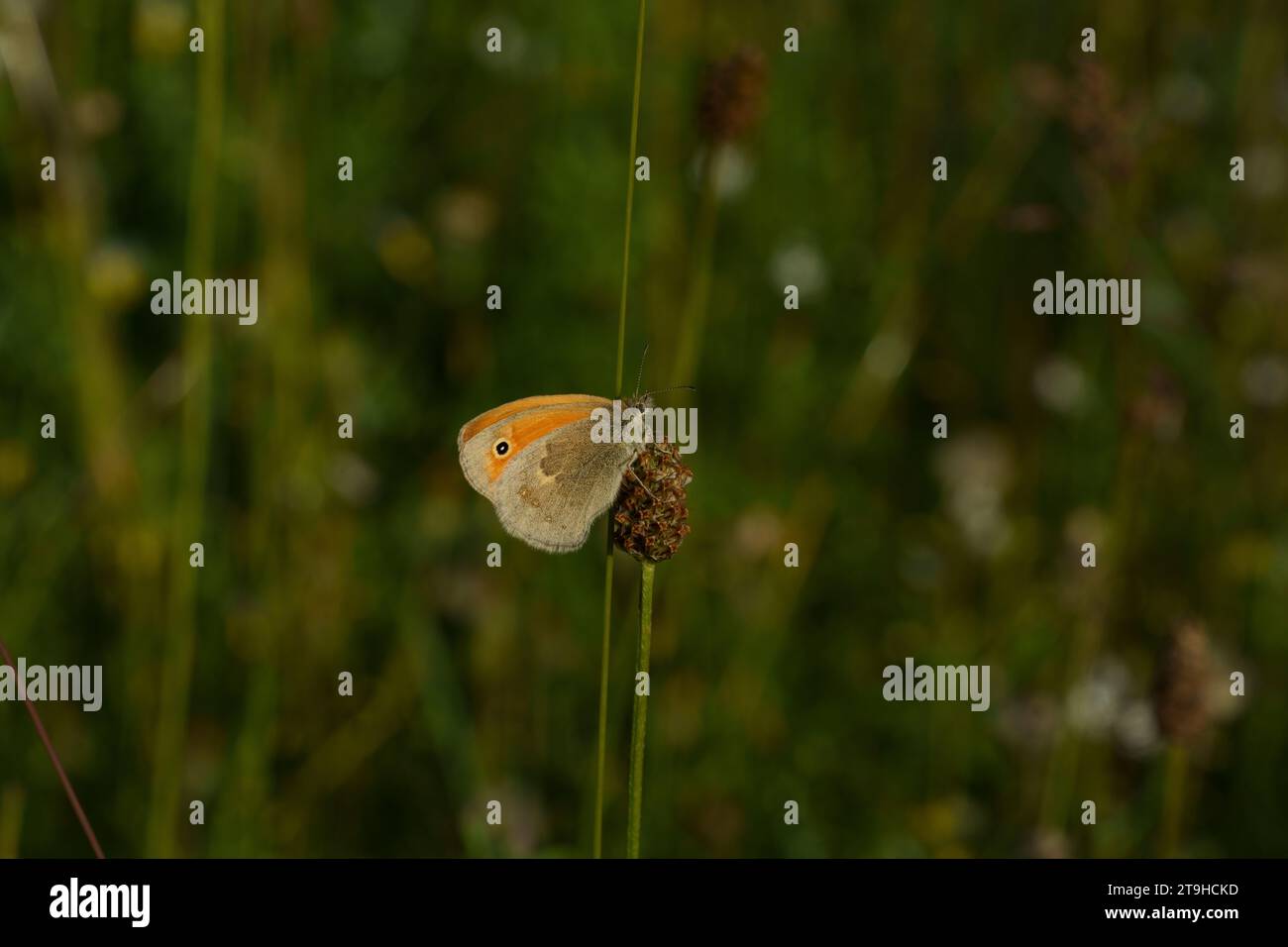 Coenonympha pamphilus Familie Nymphalidae Gattung Coenonympha kleine Heide Schmetterling wilde Natur Insektentapete, Bild, Fotografie Stockfoto