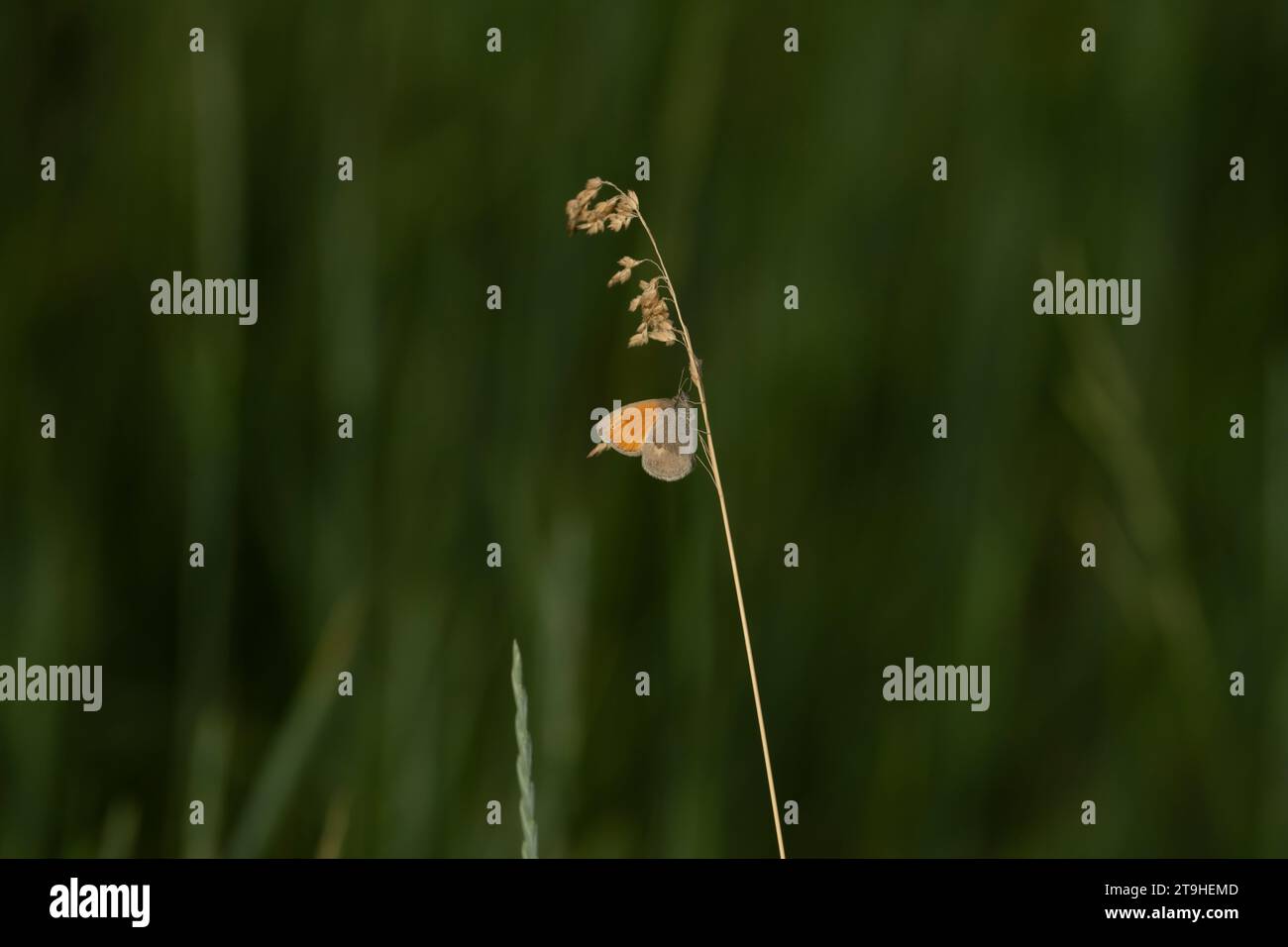 Coenonympha pamphilus Familie Nymphalidae Gattung Coenonympha kleine Heide Schmetterling wilde Natur Insektentapete, Bild, Fotografie Stockfoto