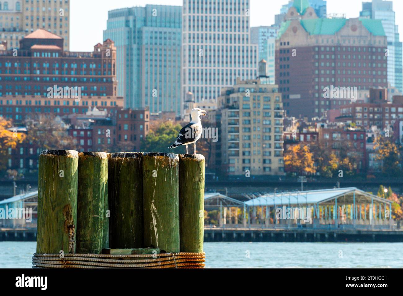 Eine Möwe auf einem Manhattan Ferry Pier mit dem Ostfluss endet im Hintergrund die Gebäude von Brooklyn Heights. Stockfoto