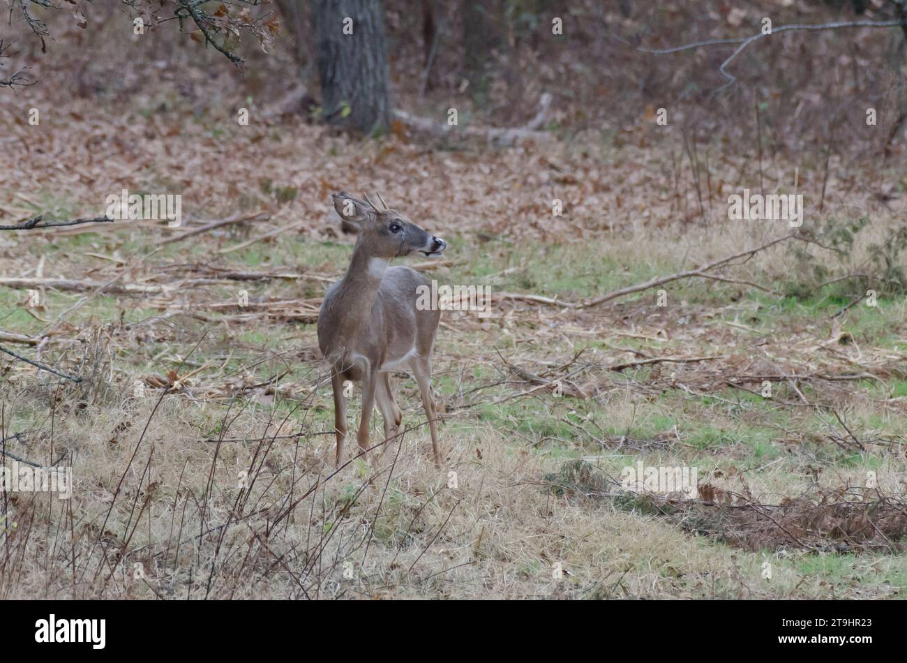 Weißschwanzhirsch, Odocoileus virginianus, junger Bock mit Verletzung von Gesicht und Auge Stockfoto