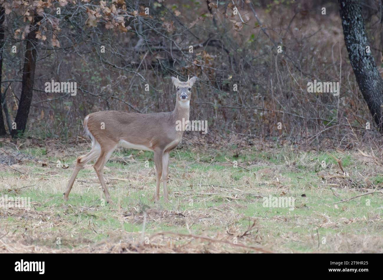 Weißschwanzhirsch, Odocoileus virginianus, junger Bock mit Verletzung von Gesicht und Auge Stockfoto