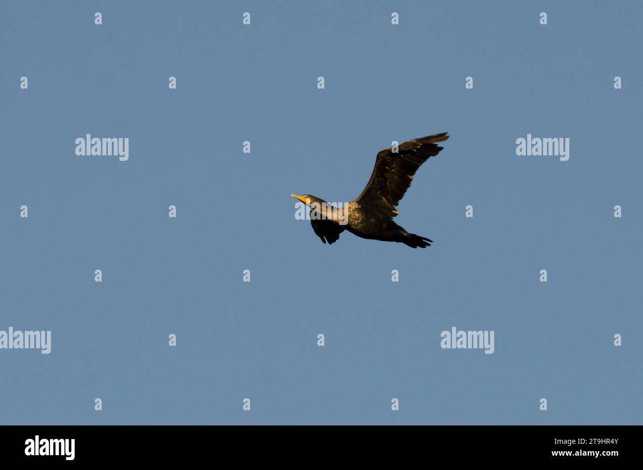 Doppelhaubenkormoran, Phalacrocorax auritus, im Flug im frühen Morgenlicht Stockfoto