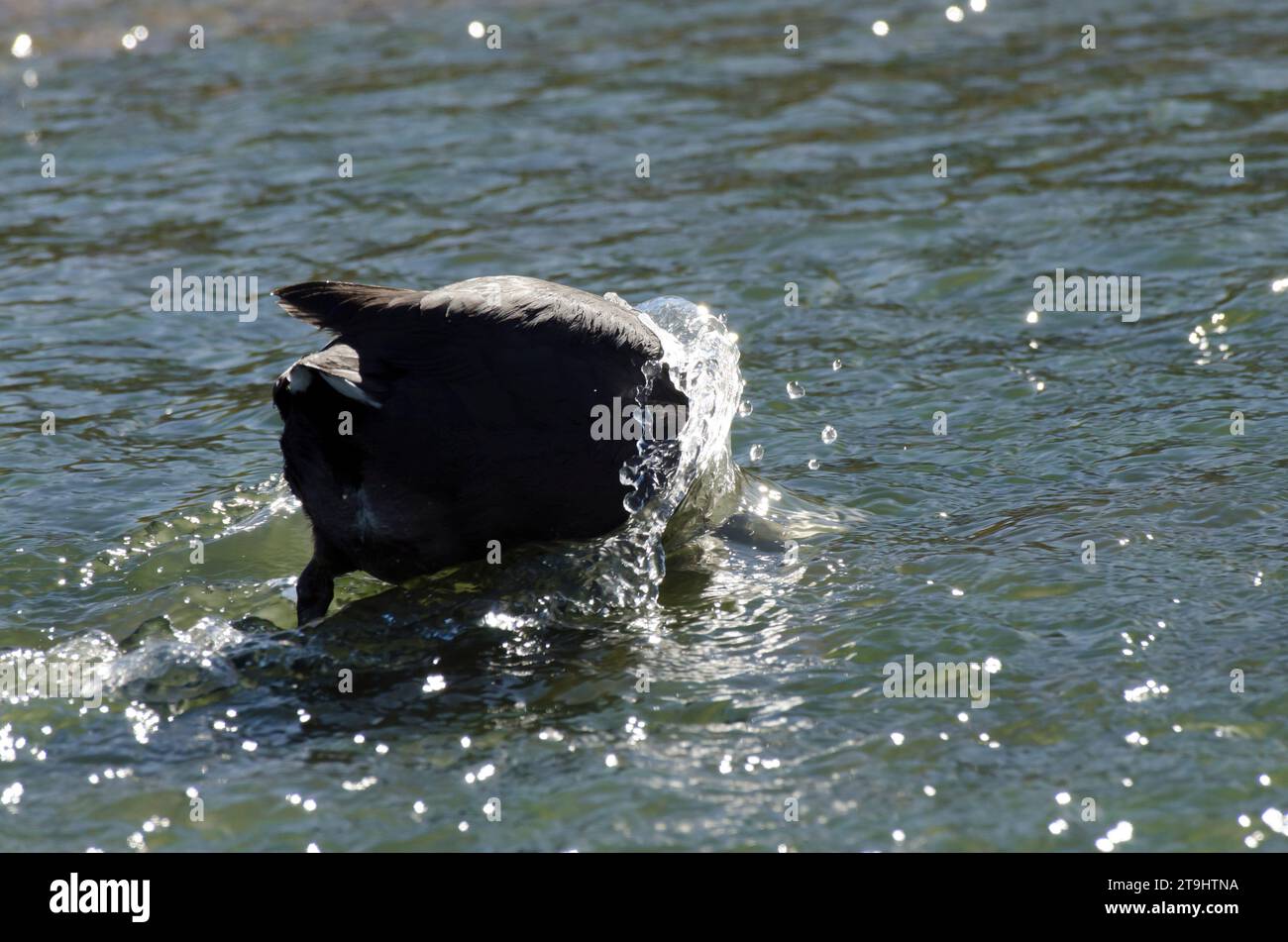 Amerikanischer Coot, Fulica americana, auf der Suche unter starkem Strom im Zufluss Stockfoto