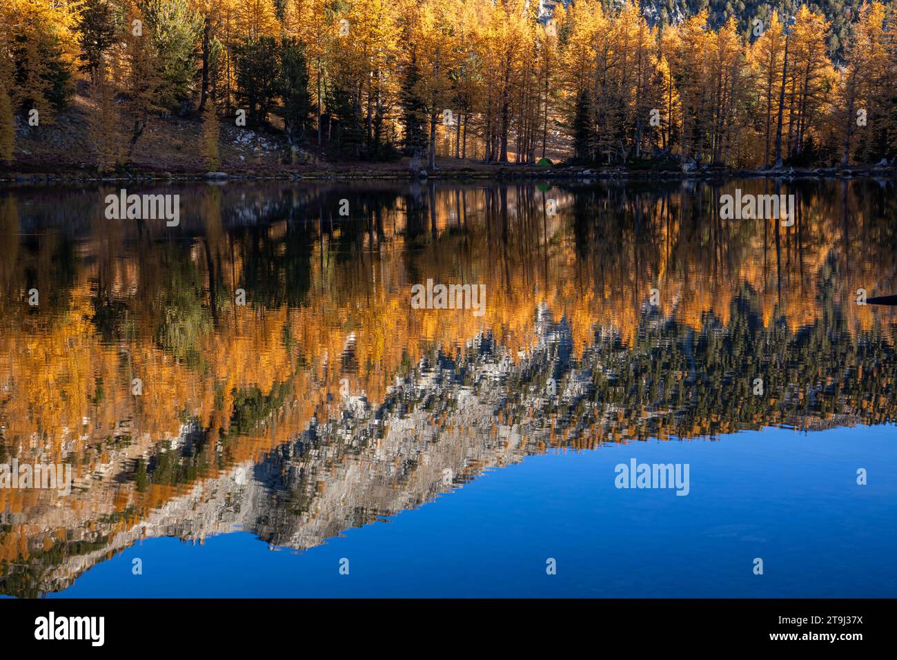 WA23792-00...WASHINGTON - Lärchenbäume um den Cooney Lake, die sich im stillen Wasser spiegeln; Okanogan National Forest. Stockfoto