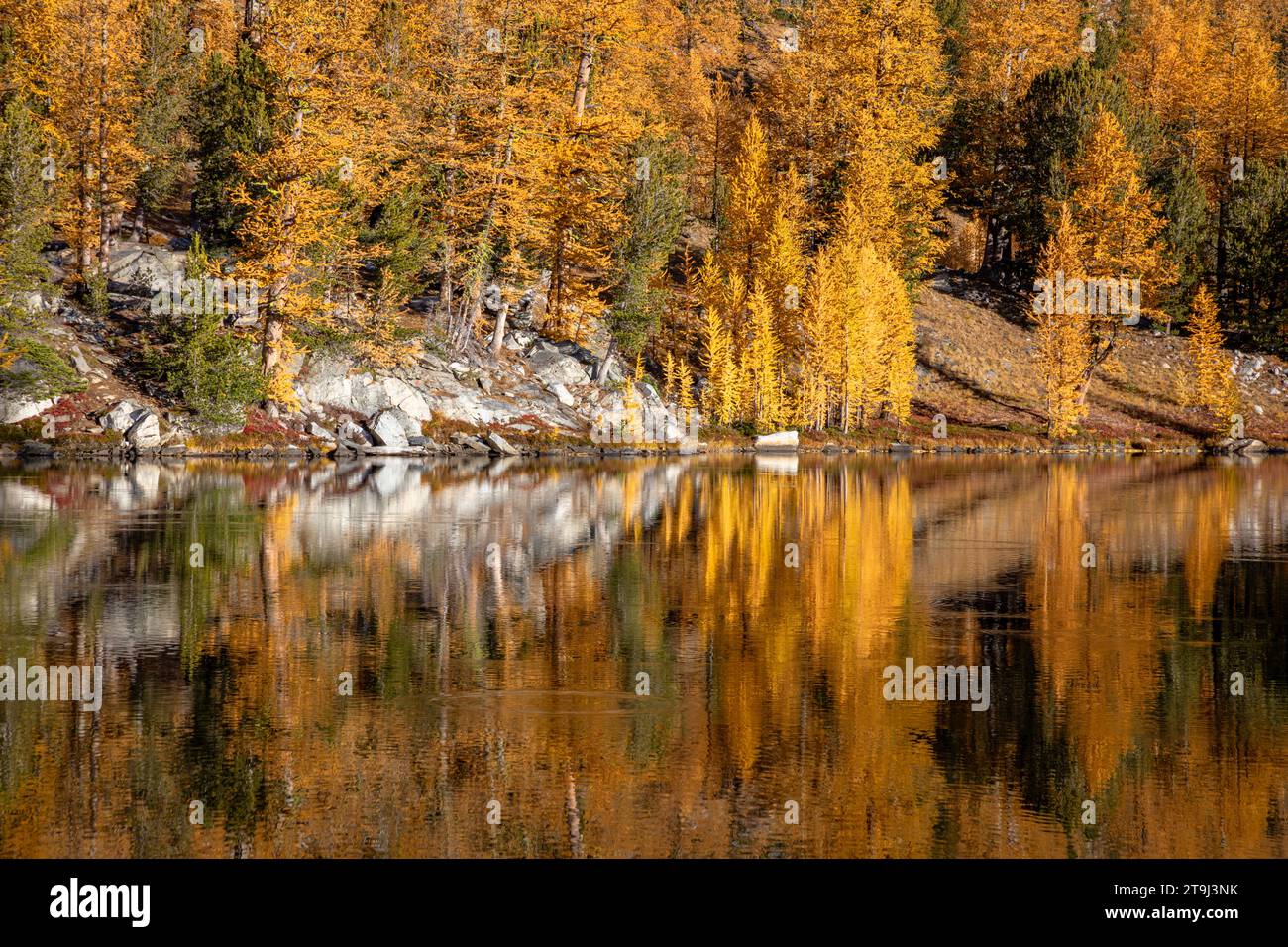 WA23812-00...WASHINGTON - Lärchenbäume spiegeln sich in den stillen Gewässern des Cooney Lake; Okanogan National Forest. Stockfoto