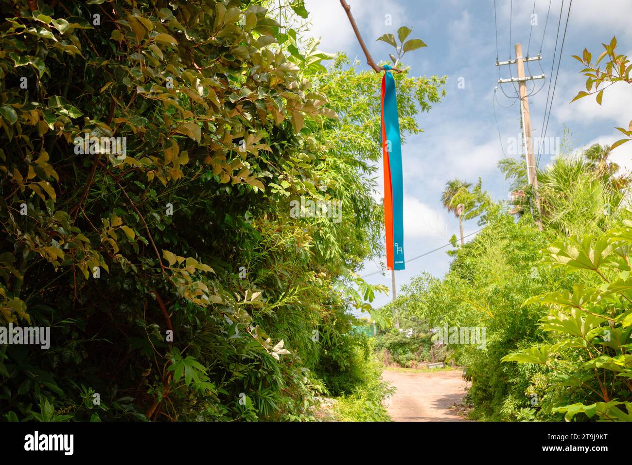 Seogwipo Jeju Olle Trail Forststraße auf der Insel Jeju, Korea Stockfoto