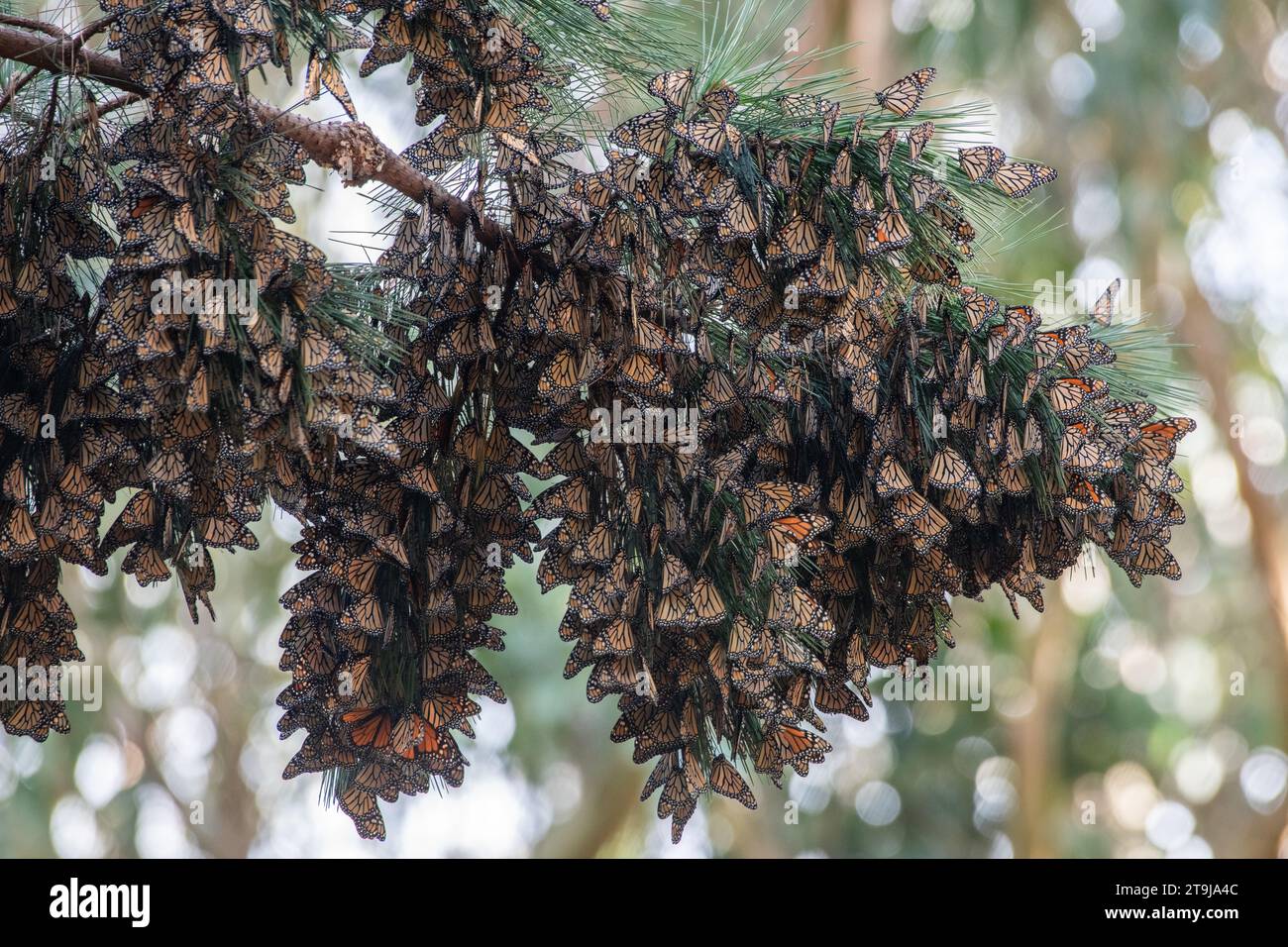 Tausende von überwinterenden westlichen Monarchschmetterlingen, Danaus plexippus, im Pacific Grove Butterfly Sanctuary im Monterey County, Kalifornien. Stockfoto