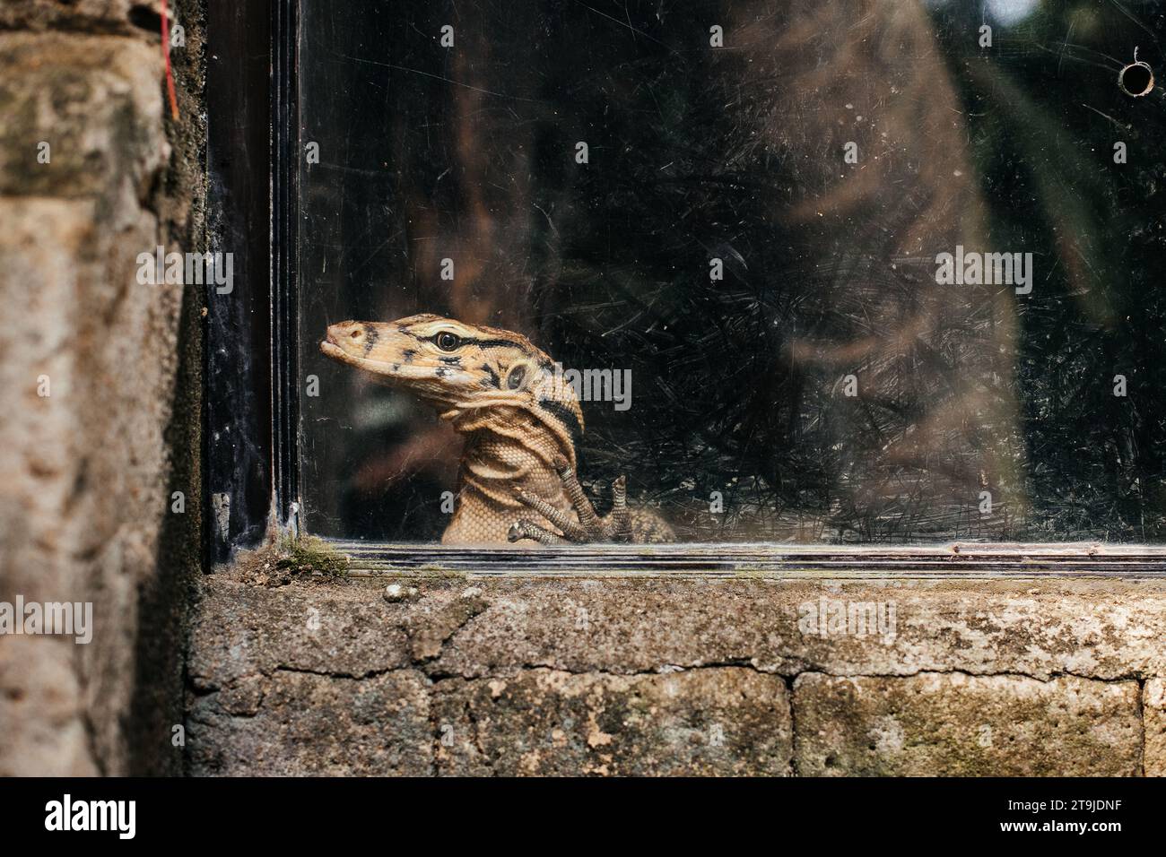 Traurige Eidechse hinter Glas im Zoo. Qualitativ hochwertiges Bild Stockfoto