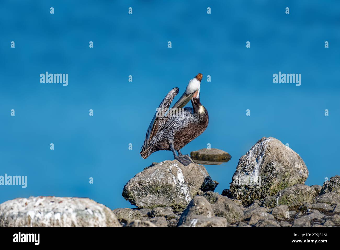 California Brown Pelican ( Pelecanus occidentalis californicus) in Malibu Lagoon State Beach CA, USA Stockfoto