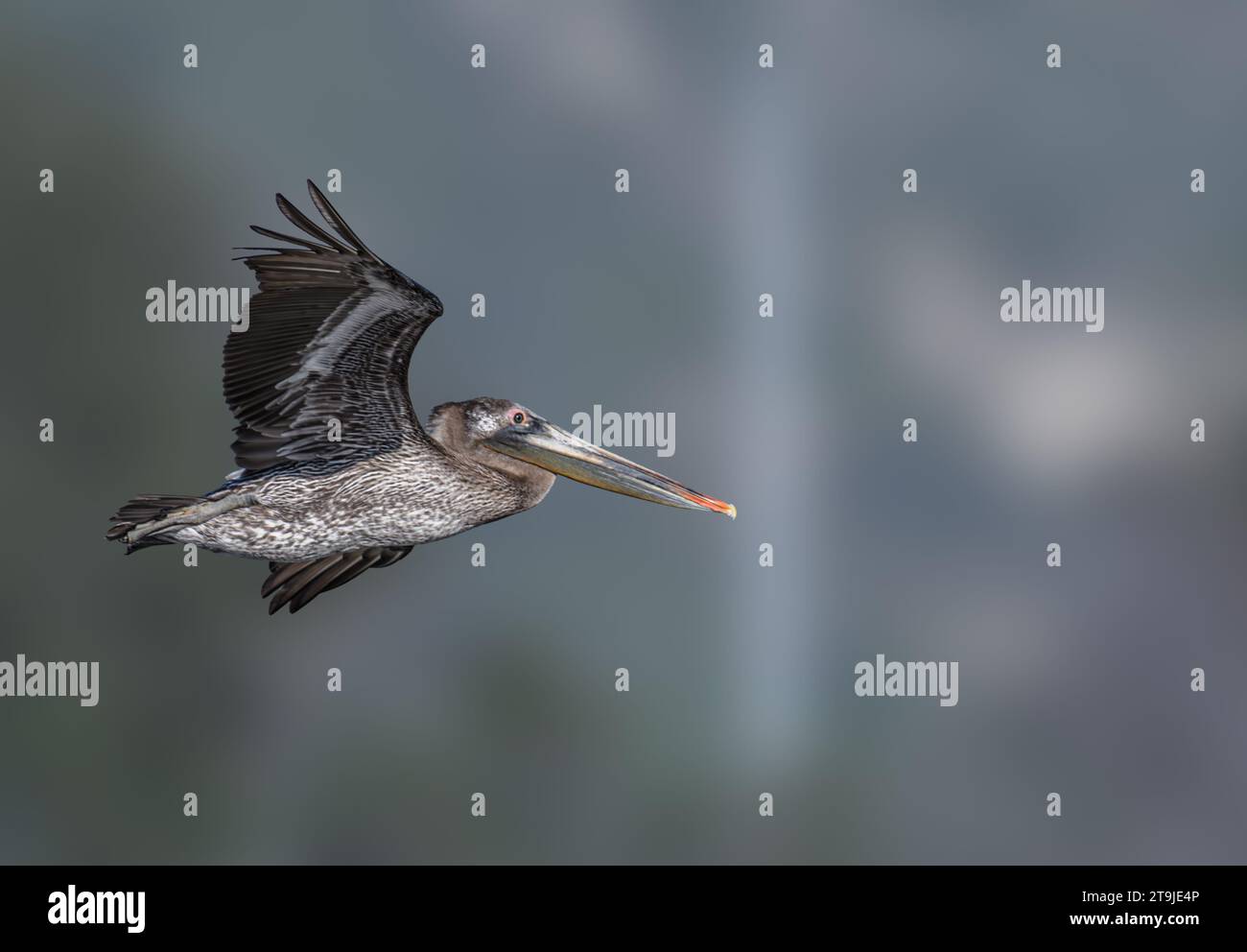 California Brown Pelican ( Pelecanus occidentalis californicus) in Malibu Lagoon State Beach CA, USA Stockfoto