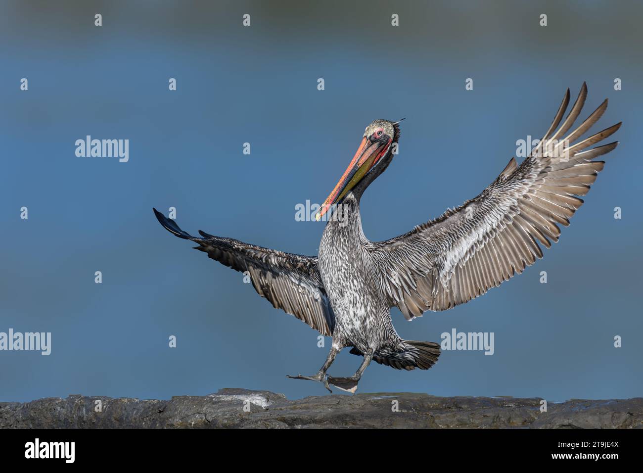California Brown Pelican ( Pelecanus occidentalis californicus) in Malibu Lagoon State Beach CA, USA Stockfoto