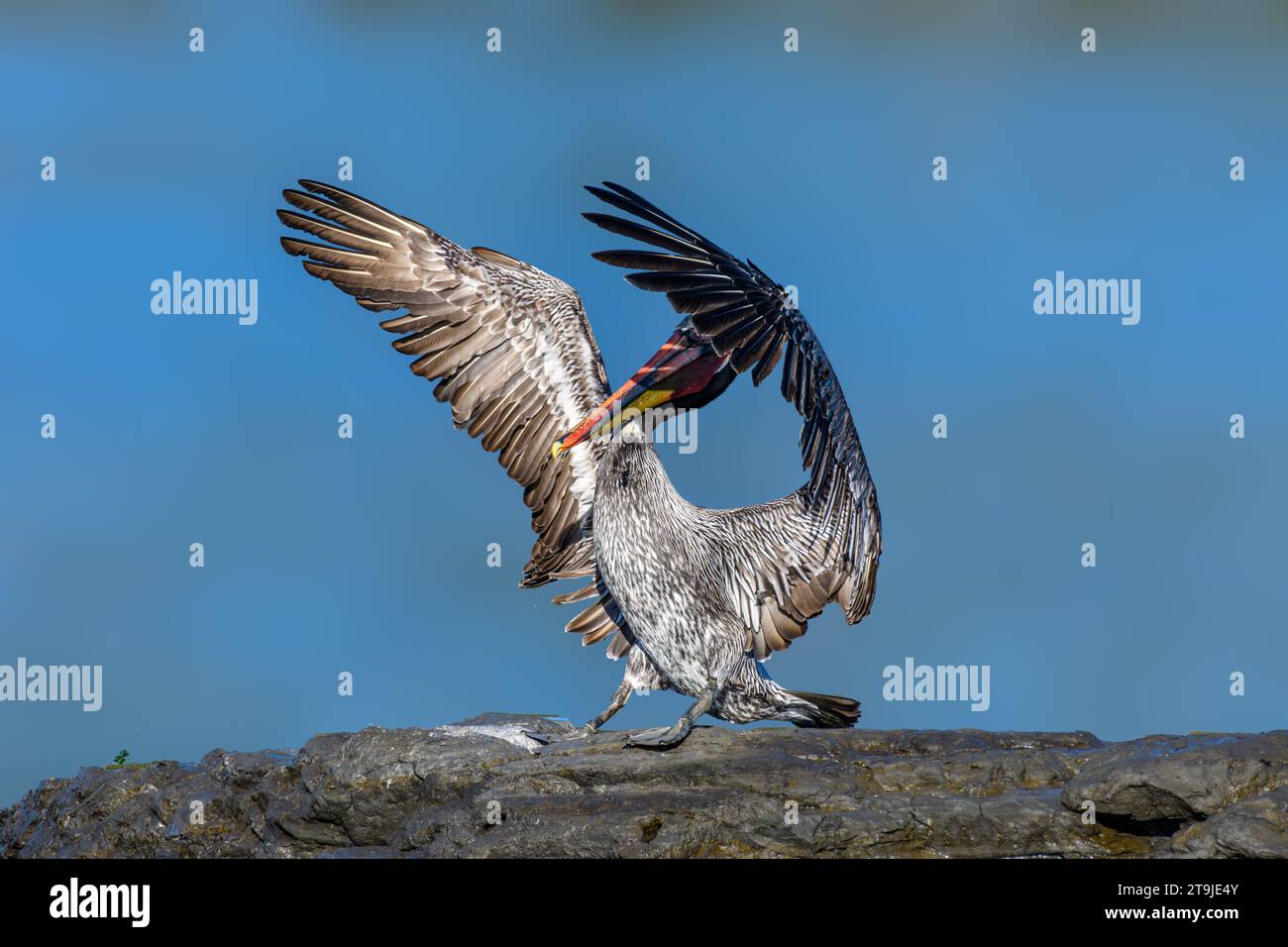 California Brown Pelican ( Pelecanus occidentalis californicus) in Malibu Lagoon State Beach CA, USA Stockfoto