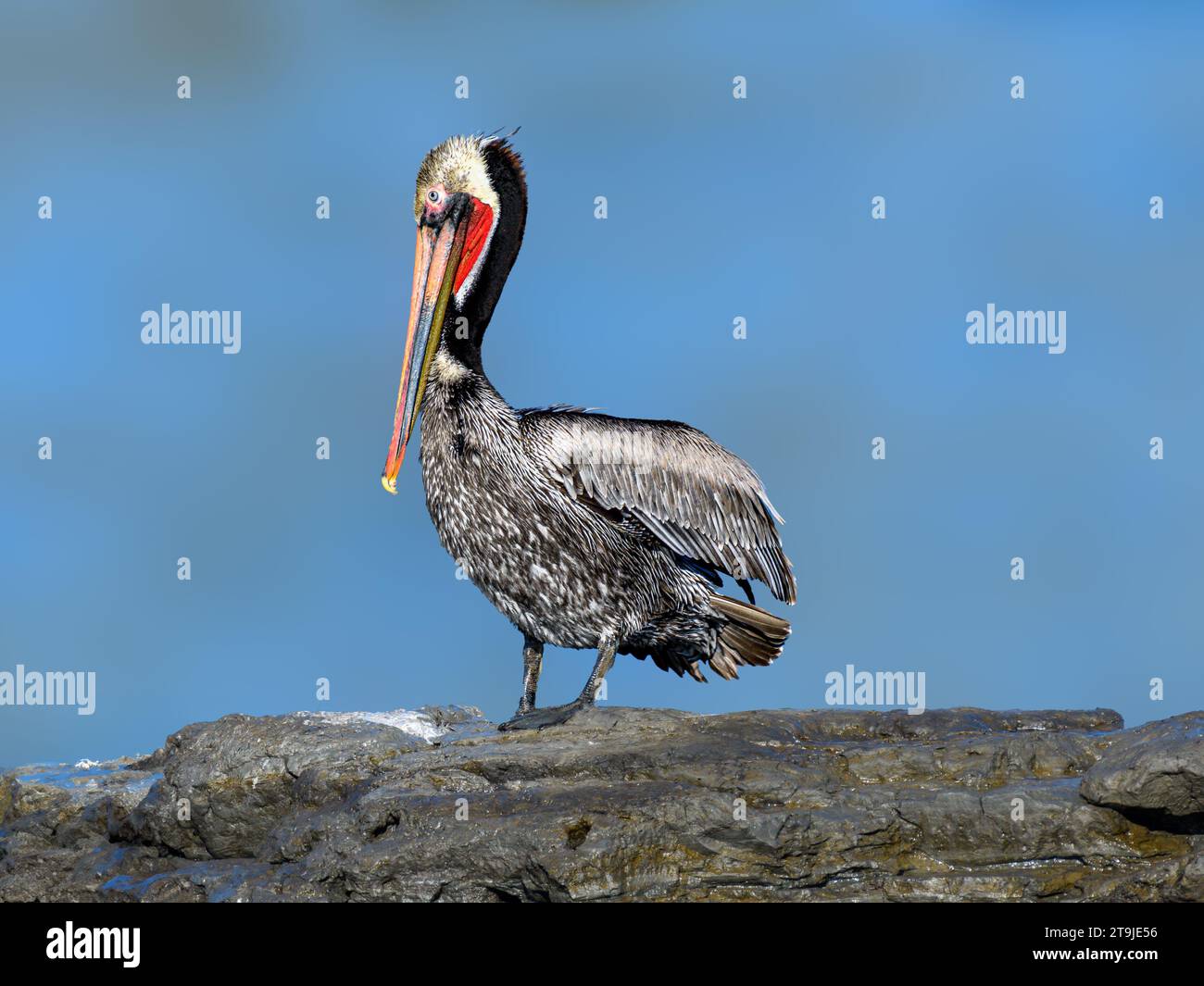 California Brown Pelican ( Pelecanus occidentalis californicus) in Malibu Lagoon State Beach CA, USA Stockfoto