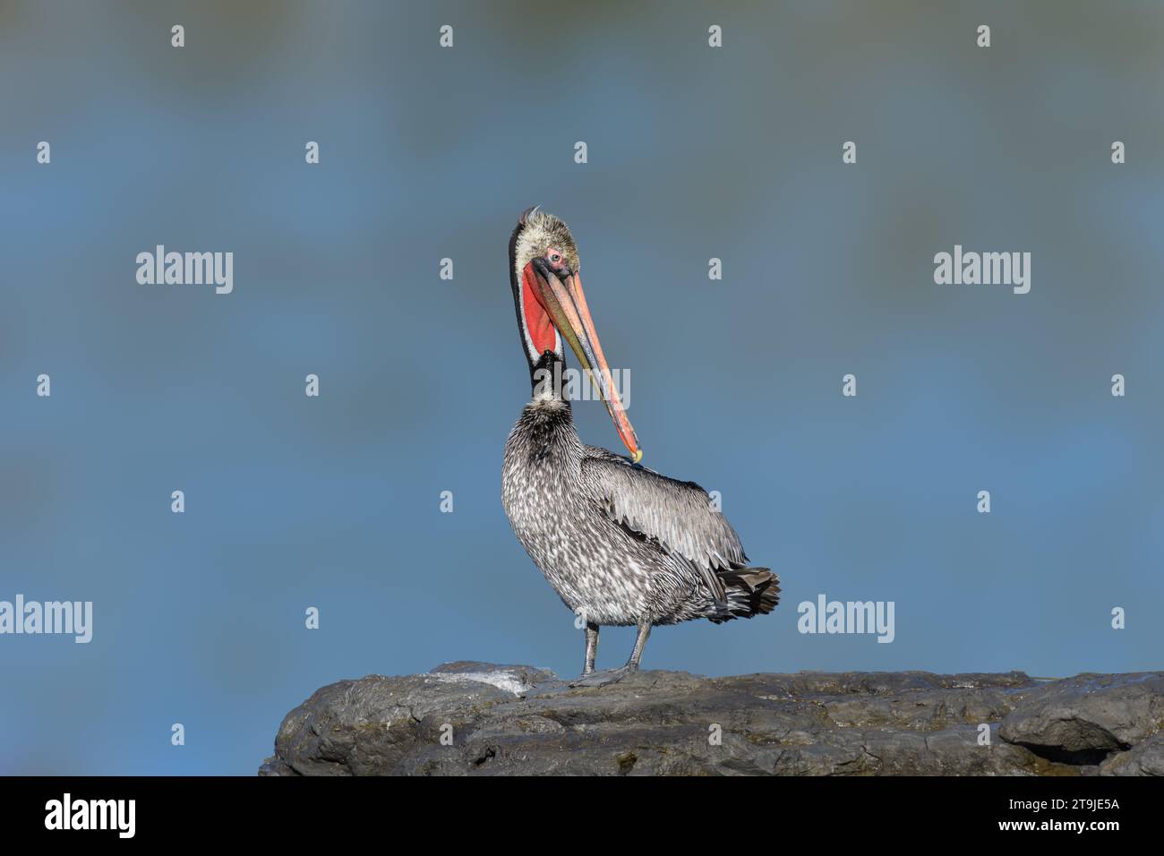 California Brown Pelican ( Pelecanus occidentalis californicus) in Malibu Lagoon State Beach CA, USA Stockfoto