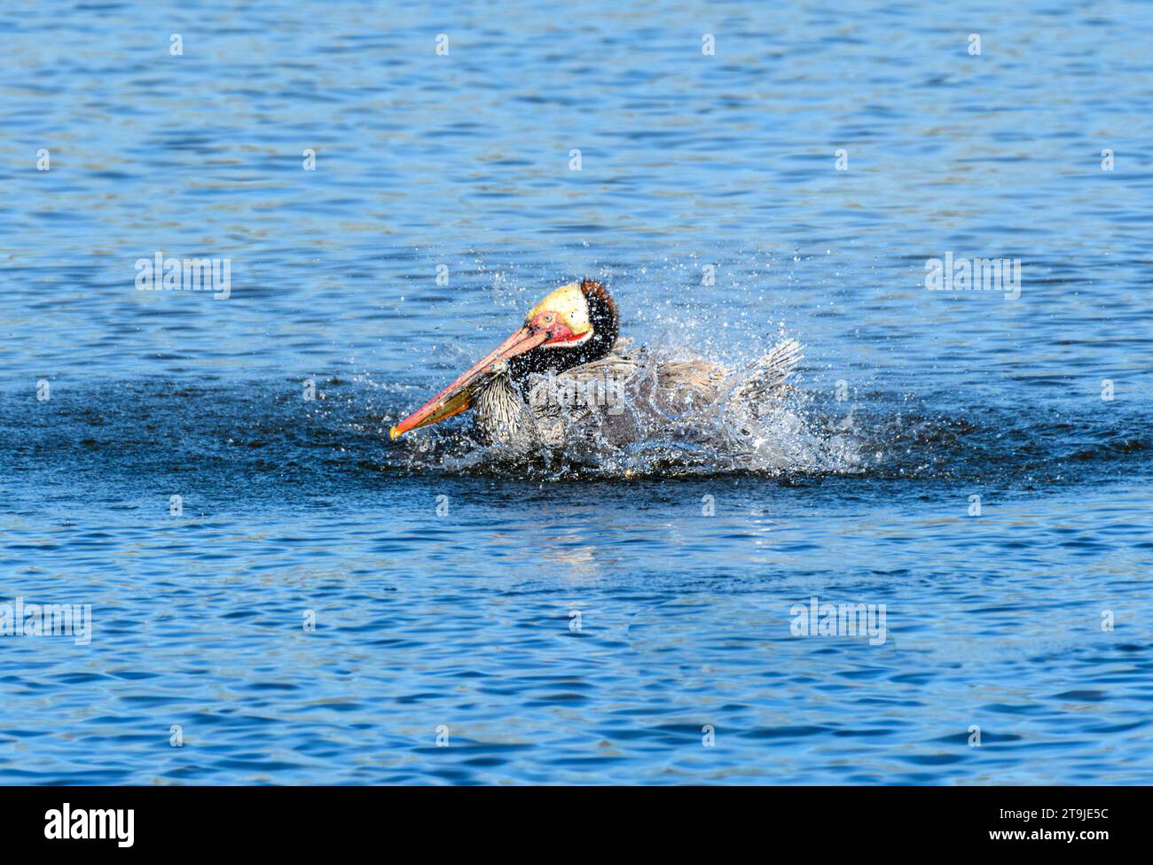 California Brown Pelican ( Pelecanus occidentalis californicus) in Malibu Lagoon State Beach CA, USA Stockfoto
