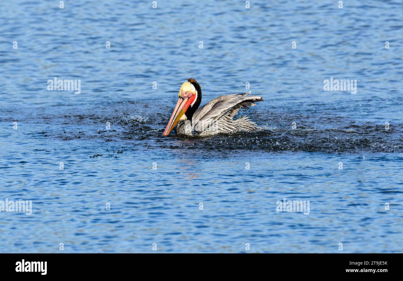 California Brown Pelican ( Pelecanus occidentalis californicus) in Malibu Lagoon State Beach CA, USA Stockfoto
