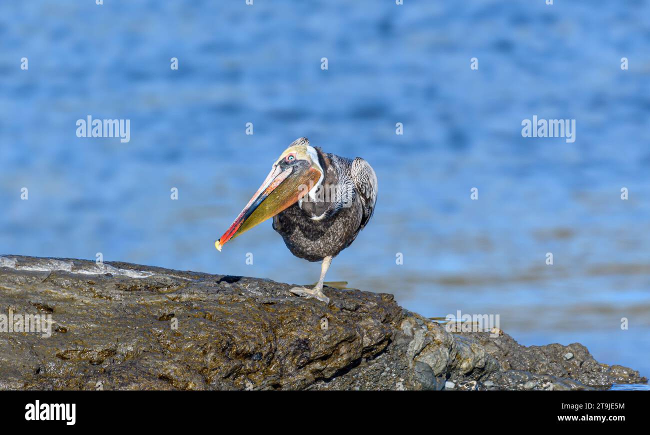 California Brown Pelican ( Pelecanus occidentalis californicus) in Malibu Lagoon State Beach CA, USA Stockfoto