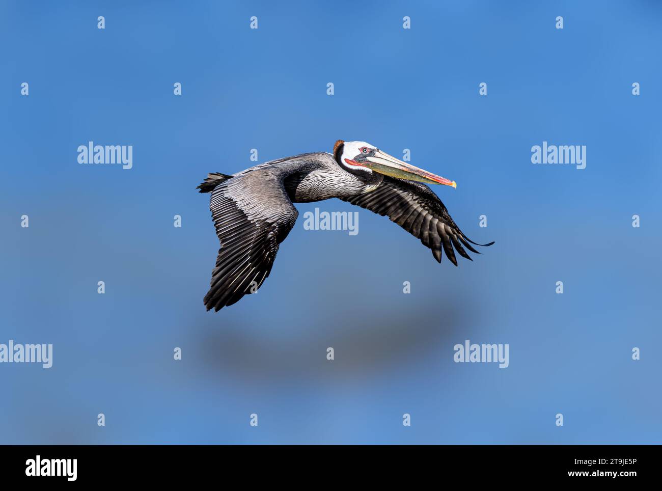 California Brown Pelican ( Pelecanus occidentalis californicus) in Malibu Lagoon State Beach CA, USA Stockfoto