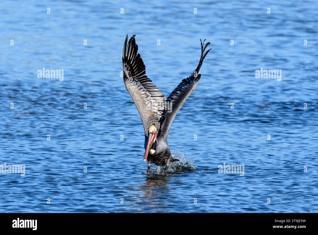 California Brown Pelican ( Pelecanus occidentalis californicus) in Malibu Lagoon State Beach CA, USA Stockfoto