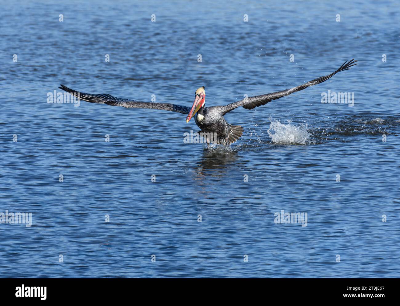 California Brown Pelican ( Pelecanus occidentalis californicus) in Malibu Lagoon State Beach CA, USA Stockfoto