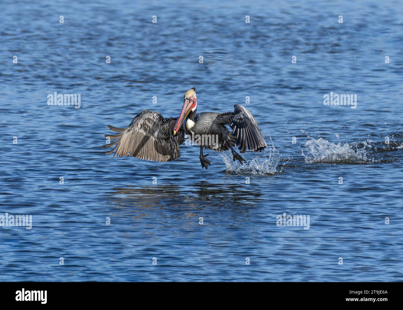 California Brown Pelican ( Pelecanus occidentalis californicus) in Malibu Lagoon State Beach CA, USA Stockfoto