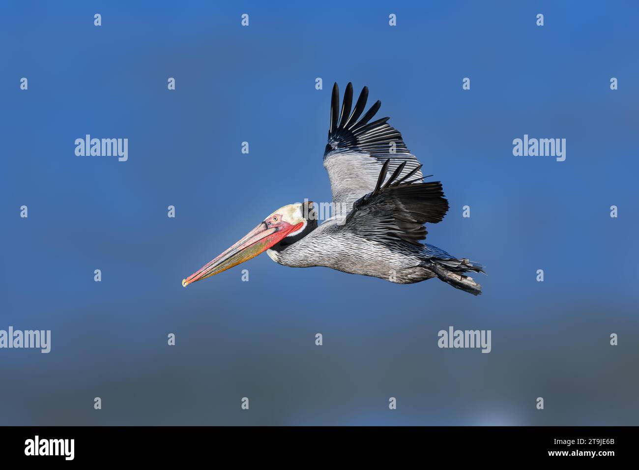 California Brown Pelican ( Pelecanus occidentalis californicus) in Malibu Lagoon State Beach CA, USA Stockfoto