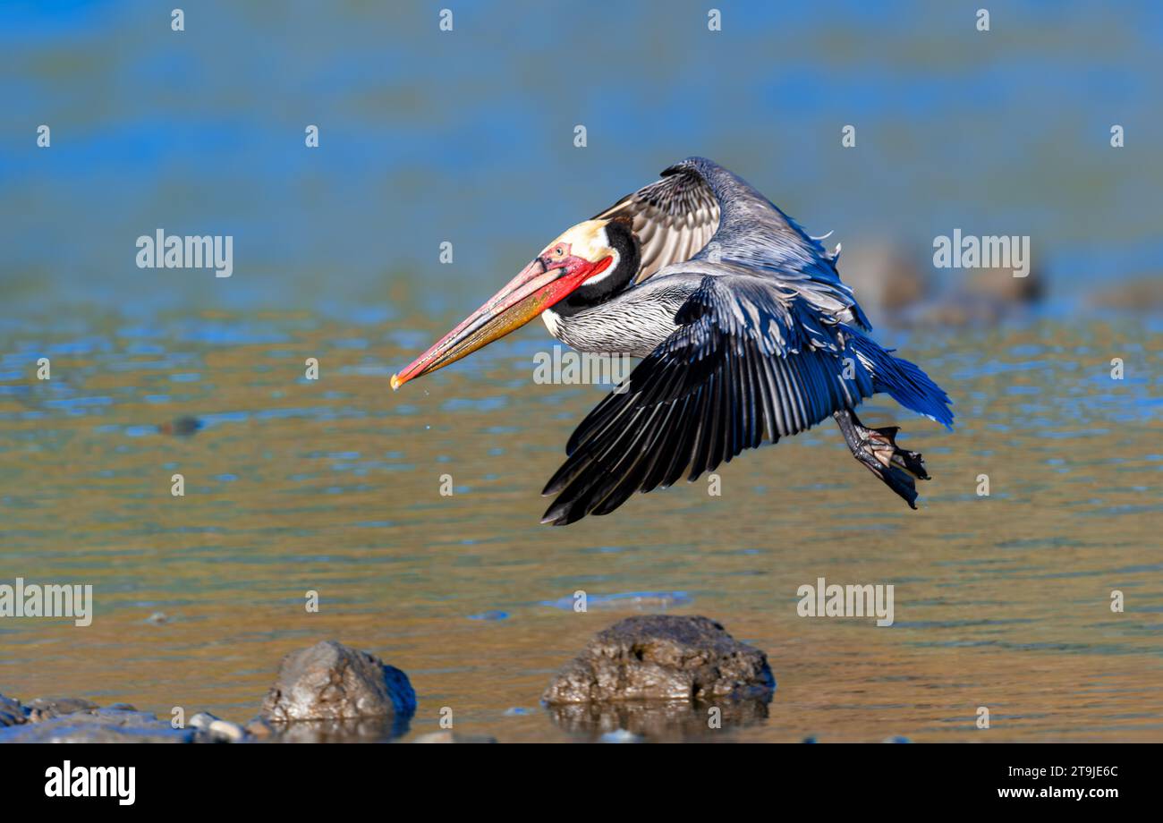 California Brown Pelican ( Pelecanus occidentalis californicus) in Malibu Lagoon State Beach CA, USA Stockfoto