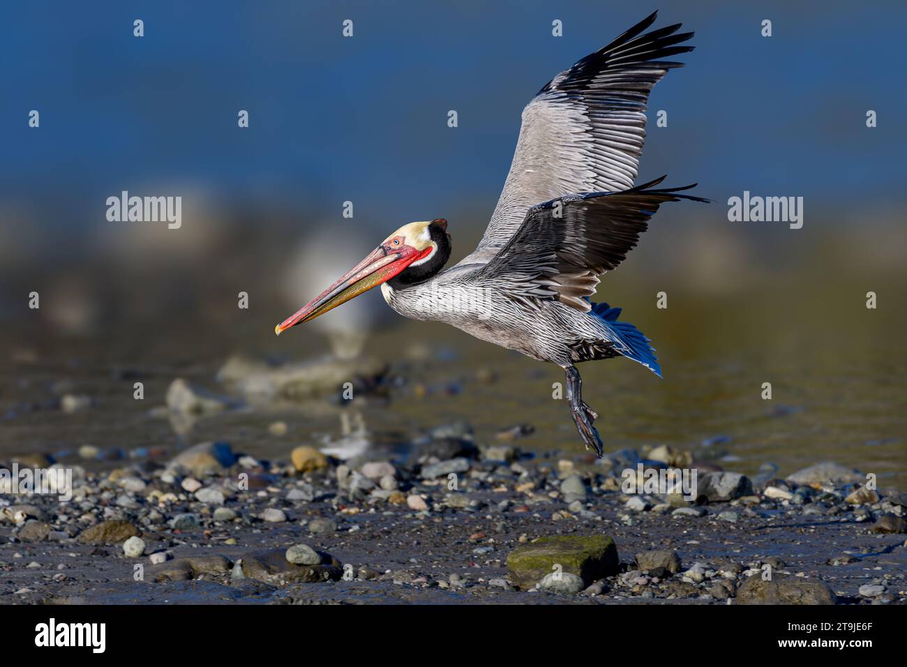 California Brown Pelican ( Pelecanus occidentalis californicus) in Malibu Lagoon State Beach CA, USA Stockfoto