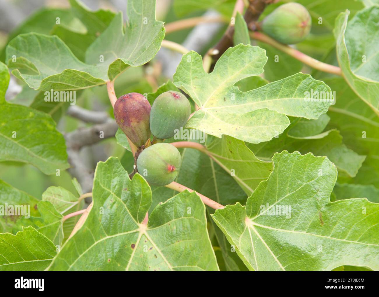 Nahaufnahme der Feigen, die auf dem Baum Reifen, umgeben von grünen Blättern. Feigen können frisch oder getrocknet gegessen oder zu Marmelade, Brötchen, Keksen usw. verarbeitet werden Stockfoto