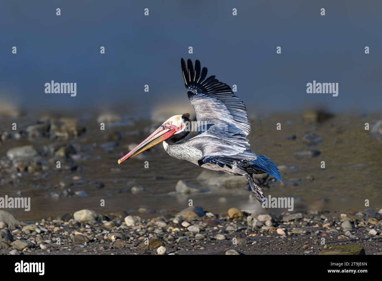 California Brown Pelican ( Pelecanus occidentalis californicus) in Malibu Lagoon State Beach CA, USA Stockfoto