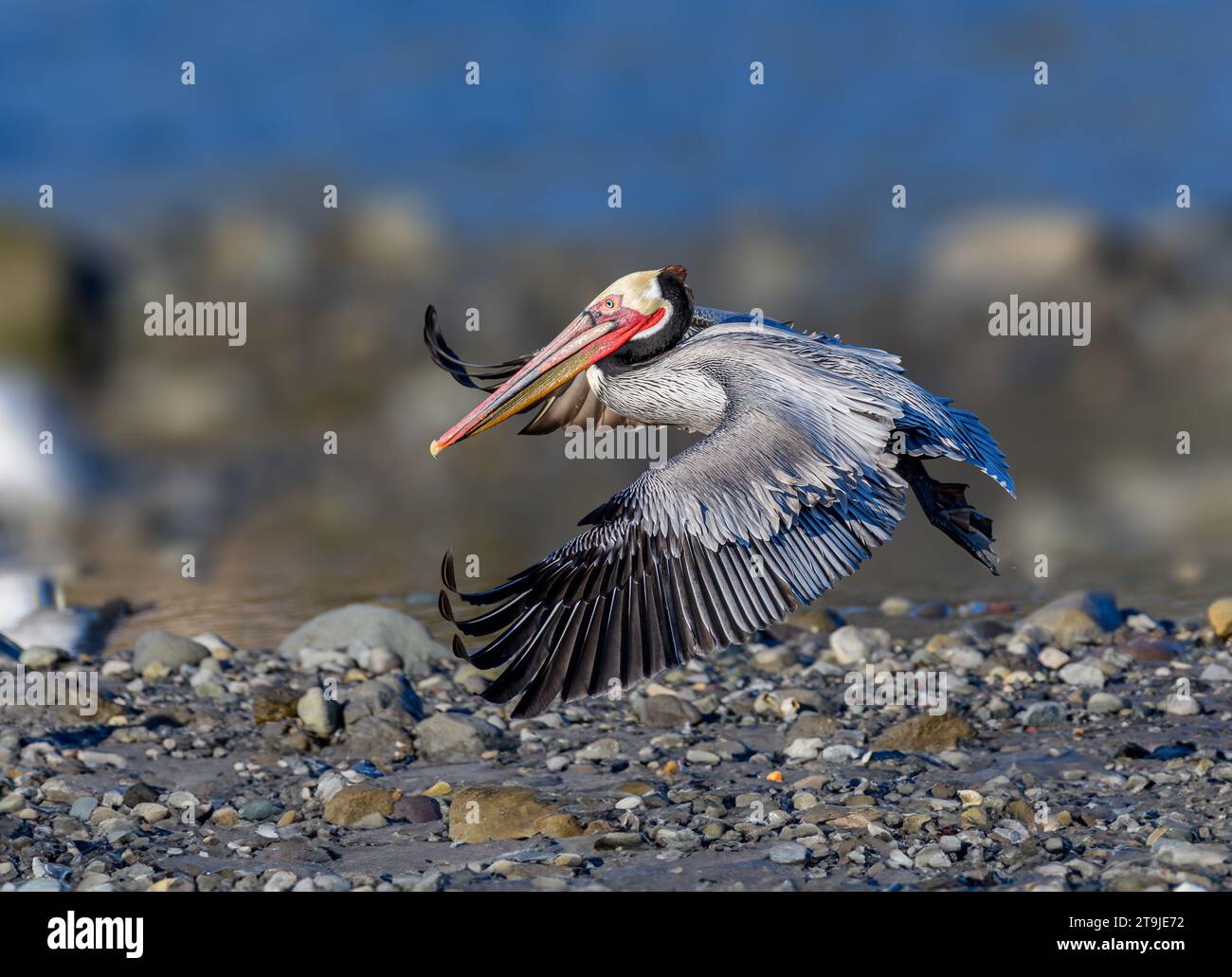California Brown Pelican ( Pelecanus occidentalis californicus) in Malibu Lagoon State Beach CA, USA Stockfoto