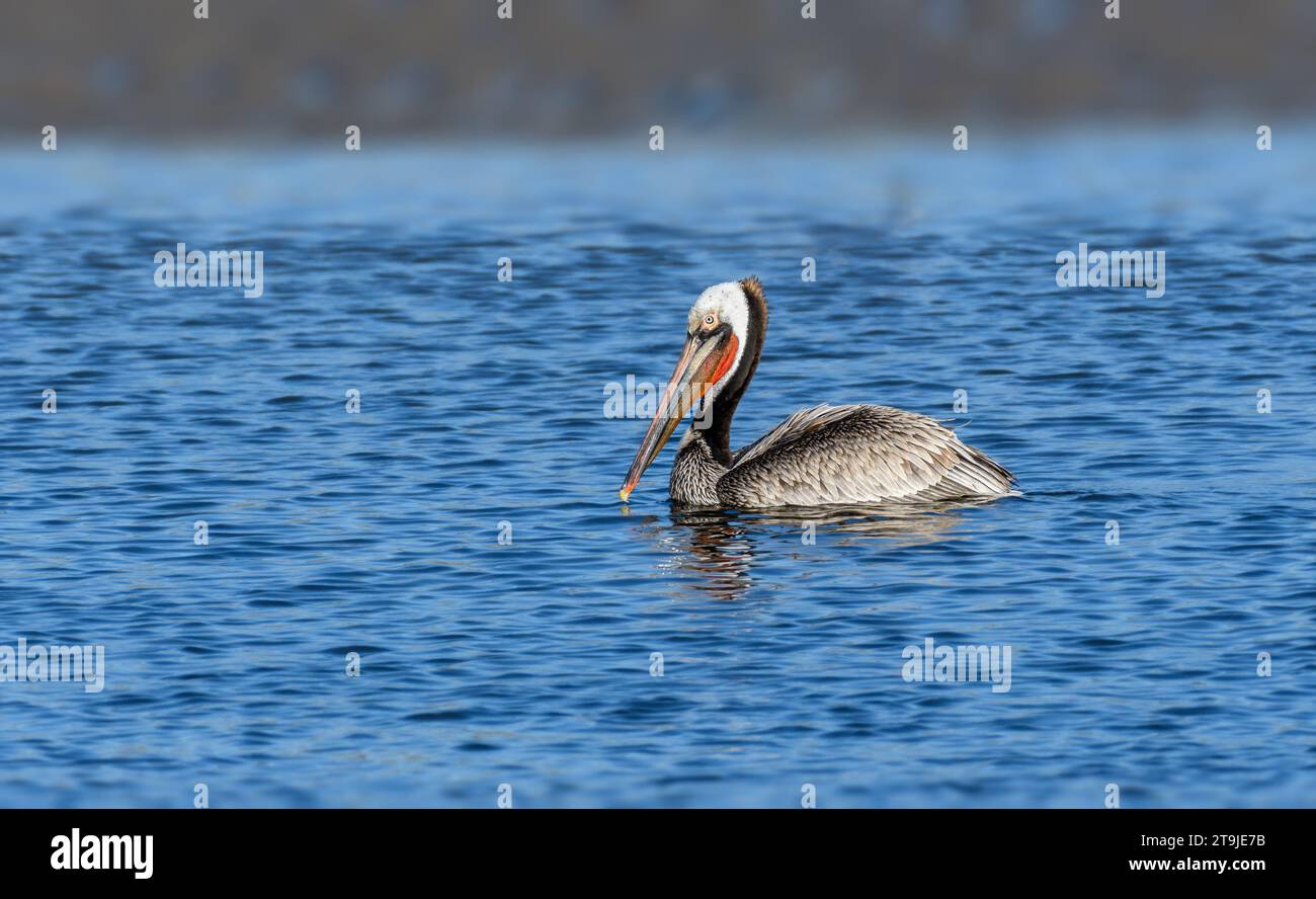 California Brown Pelican ( Pelecanus occidentalis californicus) in Malibu Lagoon State Beach CA, USA Stockfoto