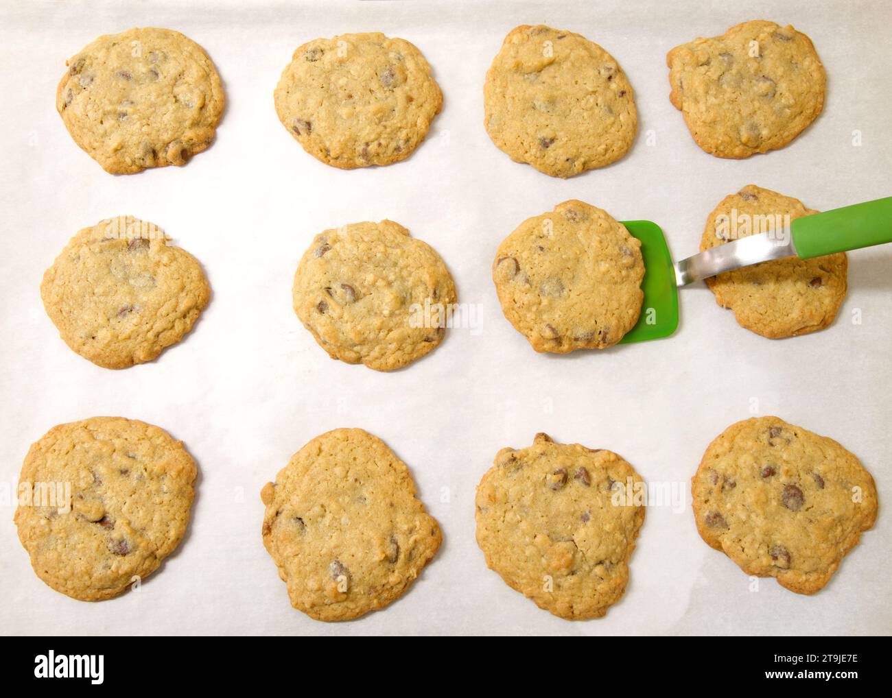 Reihen frisch gebackener Haferflocken-Schokoladen-Chip-Cookies auf Pergamentpapier, grüner Silikonspachtel, der einen Keks vom Backblech hebt. Stockfoto