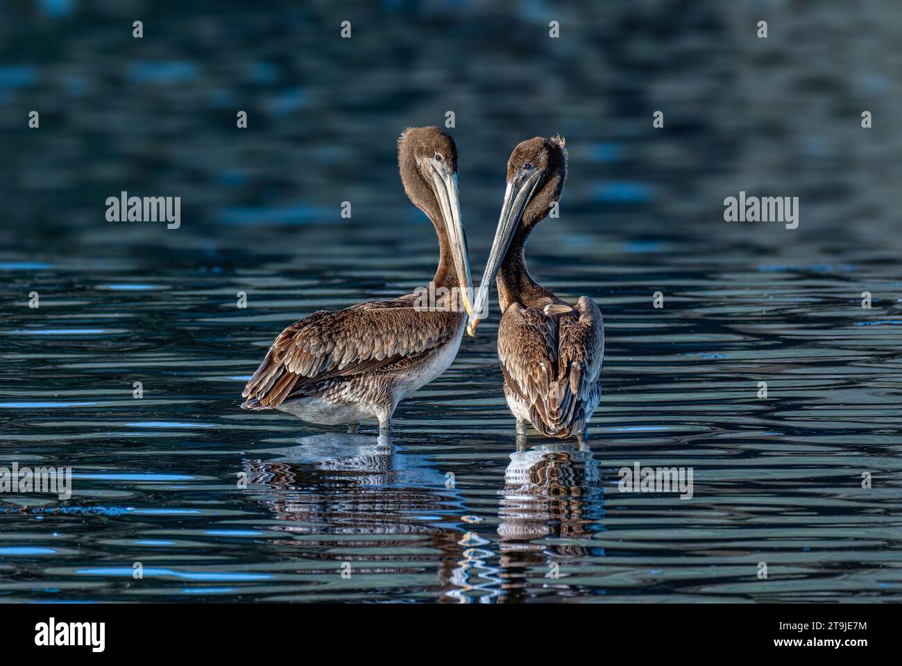 California Brown Pelican ( Pelecanus occidentalis californicus) in Malibu Lagoon State Beach CA, USA Stockfoto