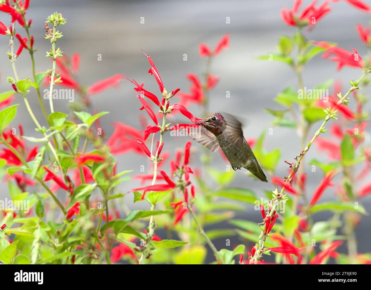 Anna's Hummingbird trinkt Nektar aus leuchtenden roten Ananassalbeiblüten. Schönheit in der Natur. Stockfoto