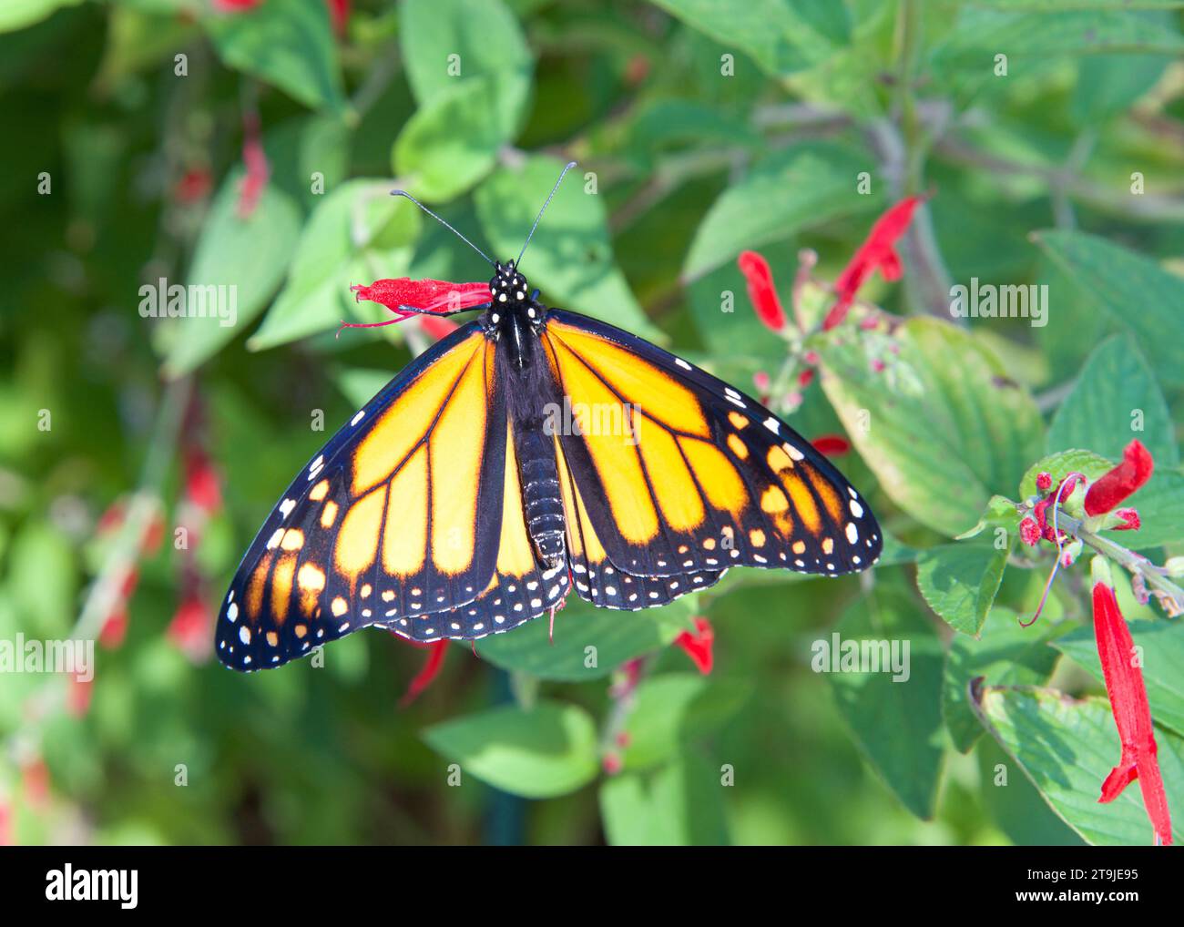 Männlicher Monarchschmetterling auf Ananassalbeiblüten mit teilweise ausgestreckten Flügeln. Stockfoto