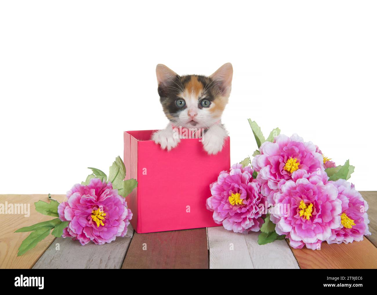 Nahaufnahme eines entzückenden dreifarbigen Kaliko-Kätzchens mit rosa Kragen und Glocke, das in einer rosa Box auf mehrfarbigem Holzboden neben rosa Karnatio sitzt Stockfoto