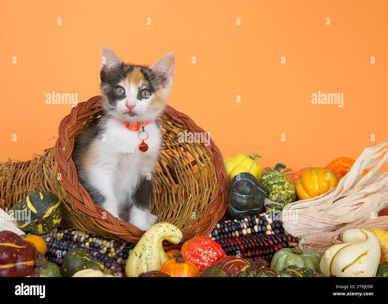 Calico-Kätzchen, die aus einem Korb voller Korb mit Kürbissen, Kürbissen, Kürbissen und indischem Mais auf orangefarbenem Hintergrund schauen. Stockfoto