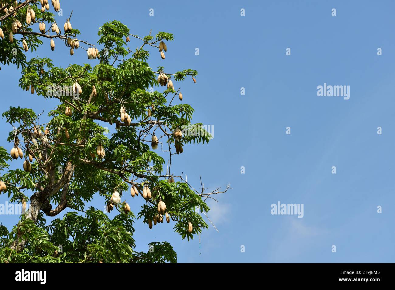 Getrocknete Samenkörner des Java-Kapokbaums platzen am Ende der Trockenzeit. Java, Indonesien. Stockfoto