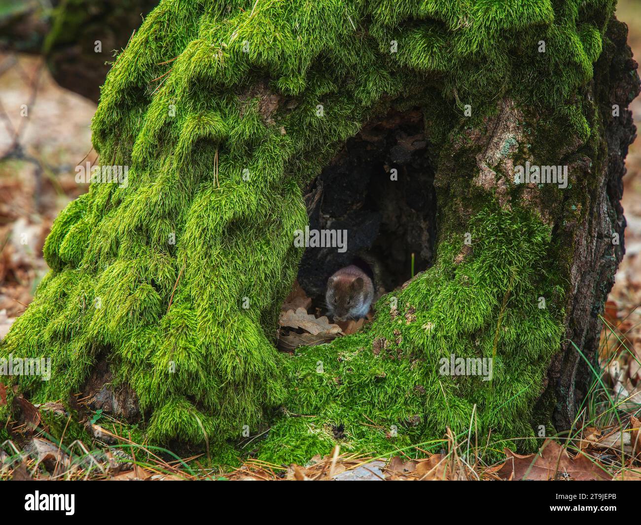 Pilze im Herbstwald und kleine Maus Stockfoto