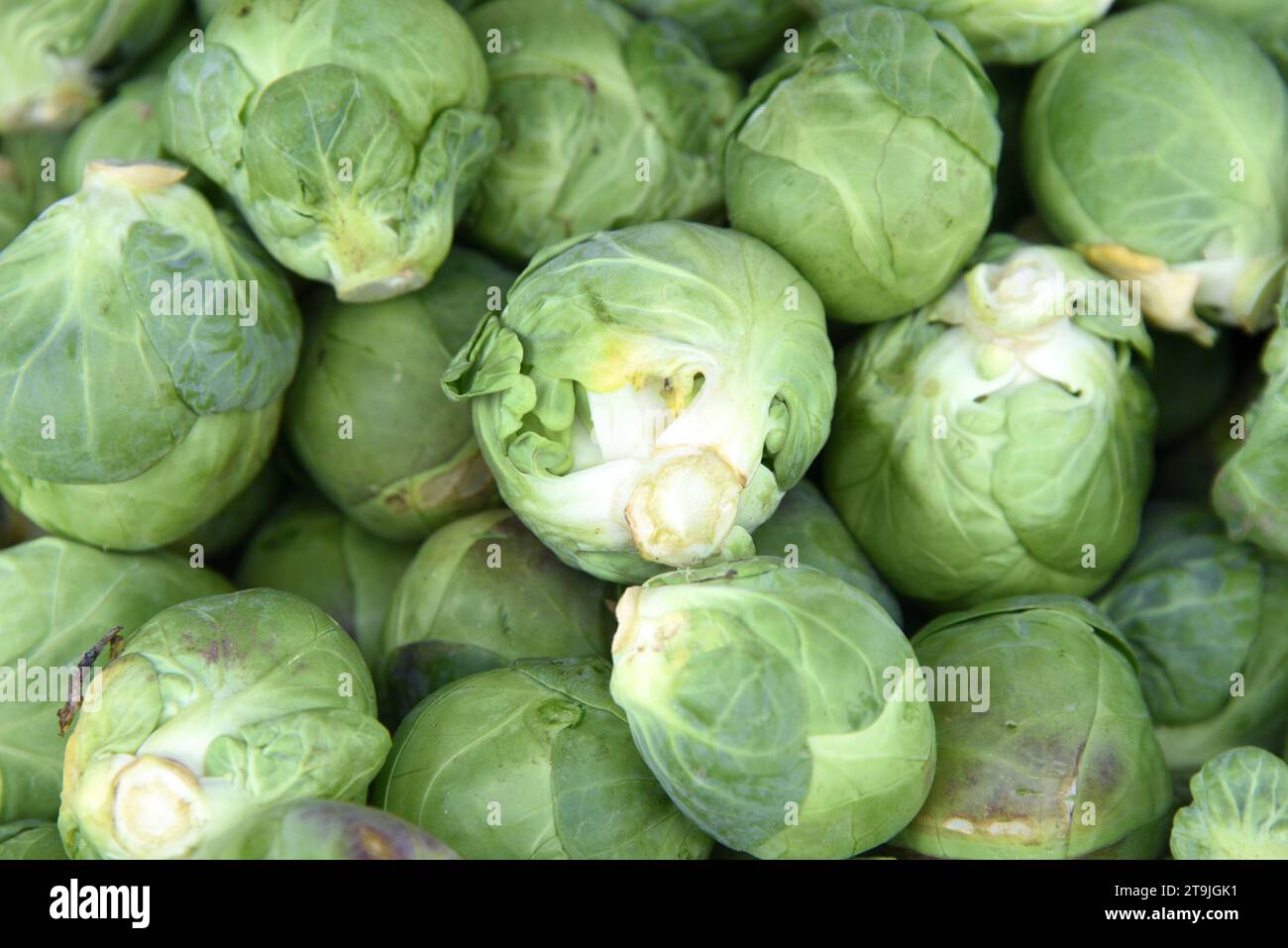 Nahaufnahme eines Haufens von rosenkohl, frisch vom Feld geerntet. Rosenkohl ist in der gleichen Art wie Brokkoli, Kohl, Kohl, Kohl und Kohl Stockfoto