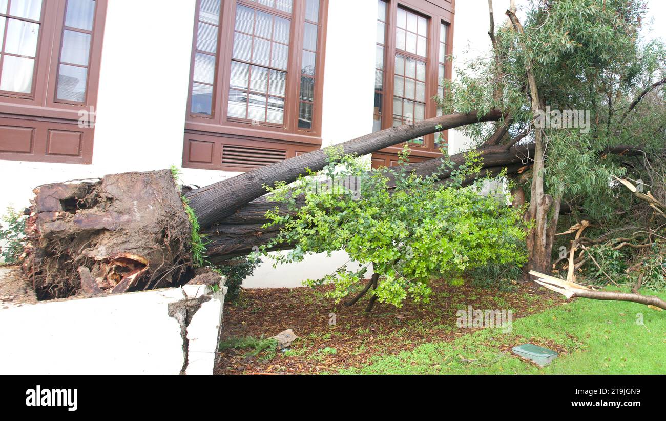 Sturmschäden nach 70 km/h Wind mit Regen trafen die Bay Area über Nacht in Kalifornien. Baum in Beton Pflanzgefäß gepflanzt, wurzelgebunden und geschwächt durch Jahre o Stockfoto