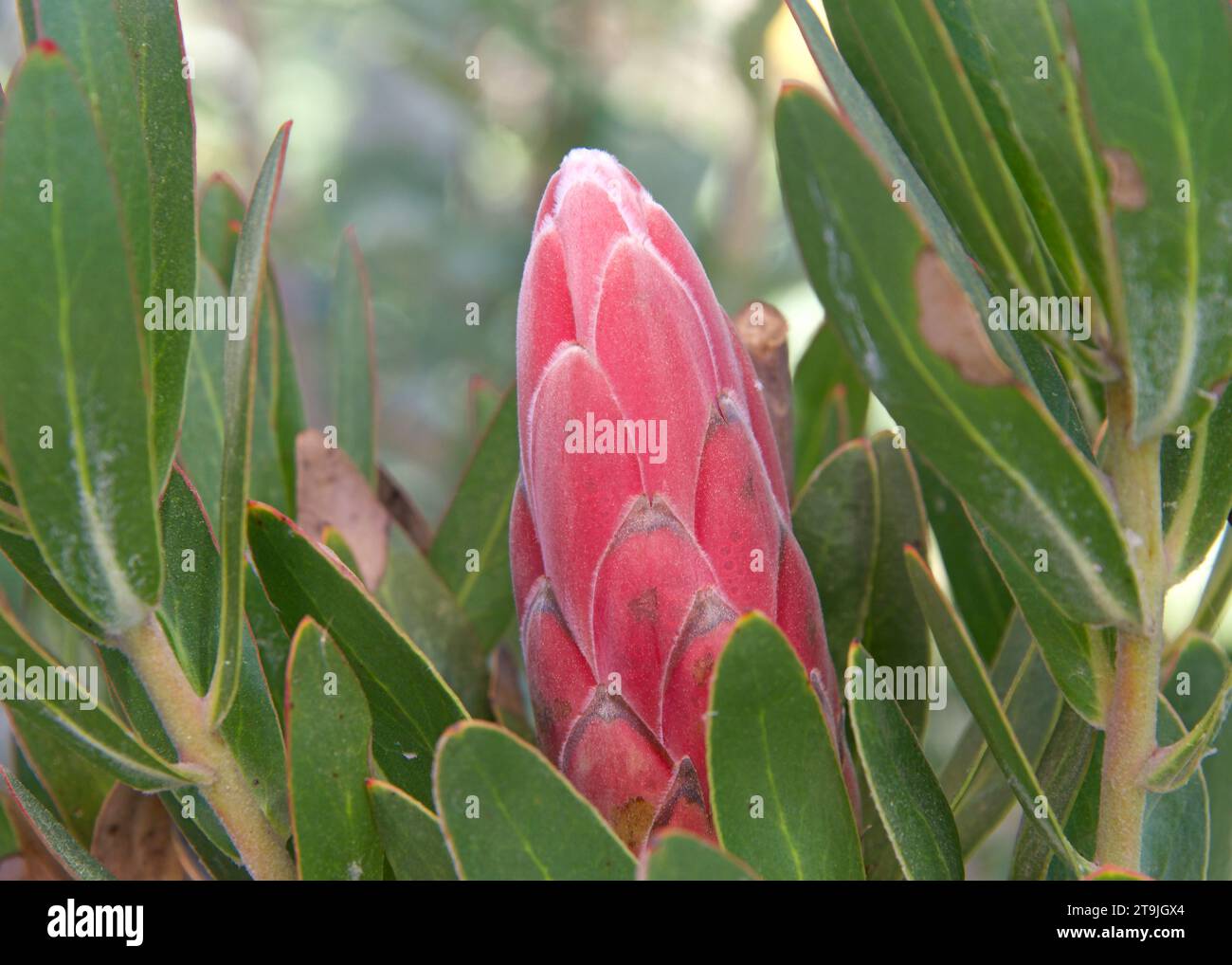 Nahaufnahme einer Protea Trish Compacta Blume, die wächst. Stockfoto