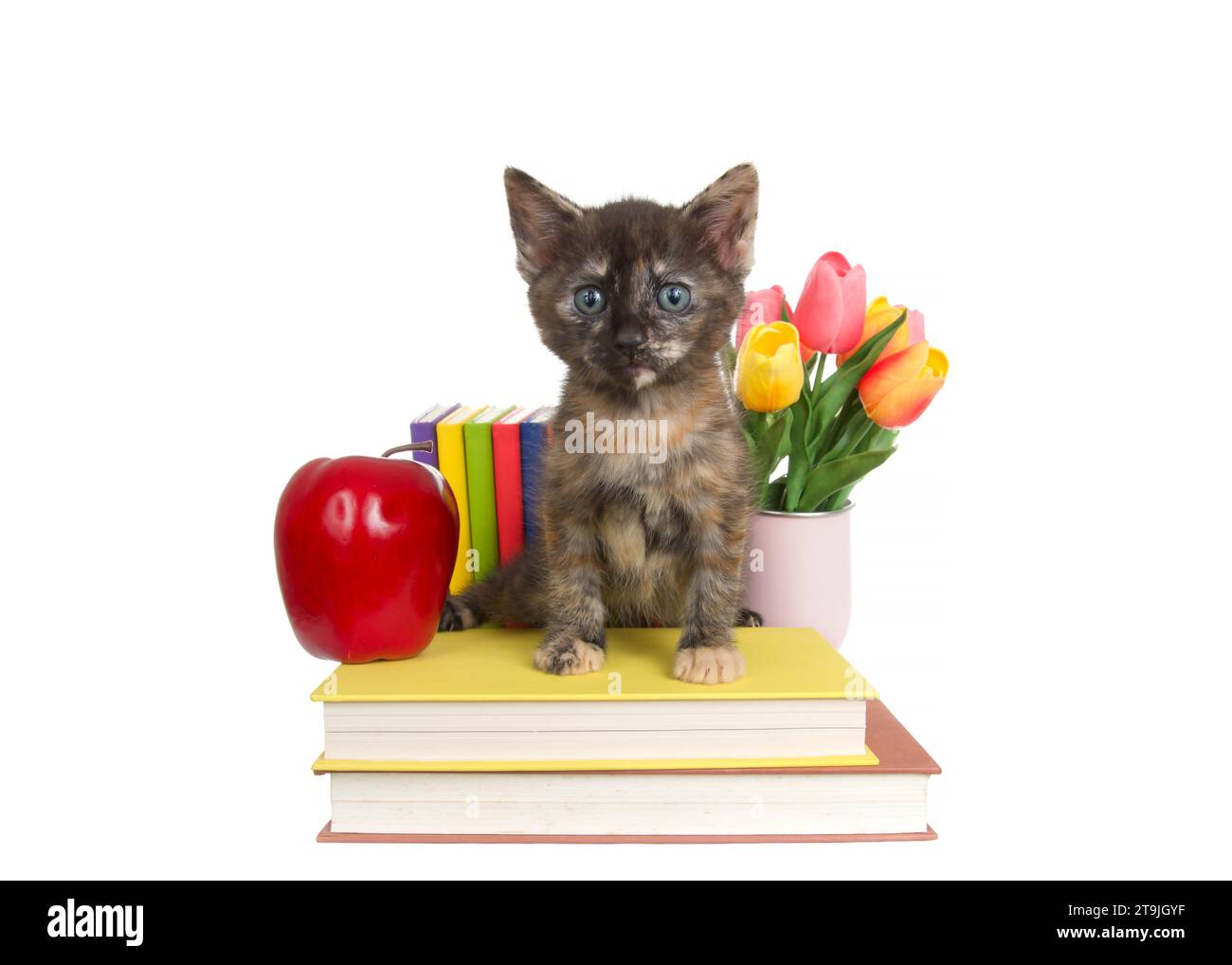 Ein süßes tortie-Tabby-Kätzchen, das direkt auf den Betrachter blickt, auf bunten Büchern sitzt, mit einer Reihe von Büchern dahinter. Hellroter Apfel und Vase von Tulpe flo Stockfoto