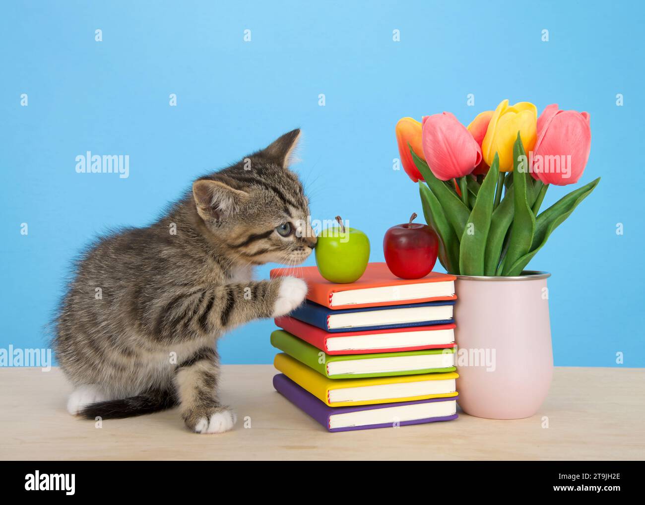 Entzückendes Tabby-Kätzchen, das neben bunten Büchern sitzt, die auf einem hellen Holztisch mit blauem Hintergrund gestapelt sind. Äpfel auf gestapelten Büchern. Rosa V Stockfoto