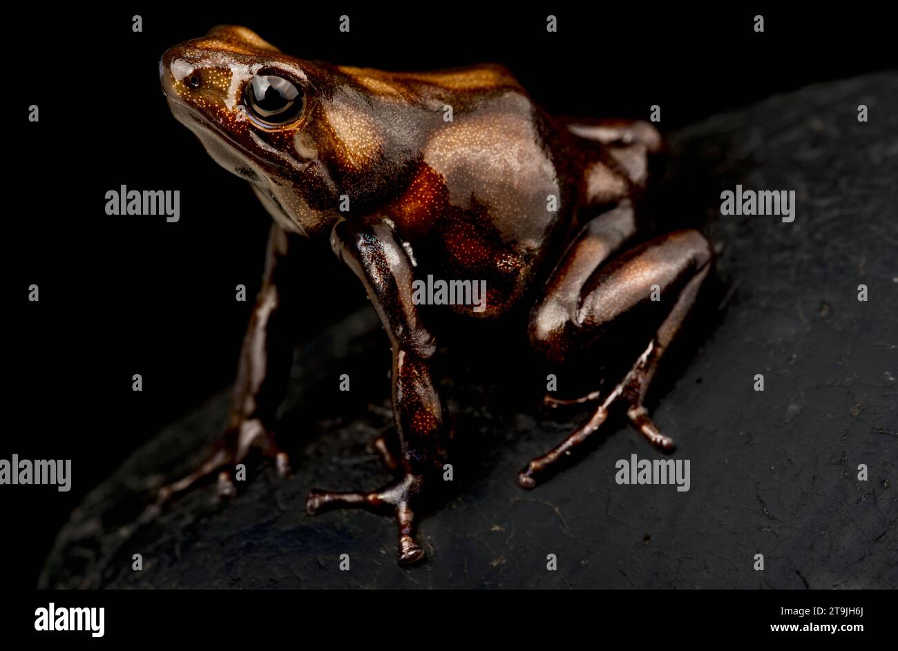 Brauner und schwarzer Giftpfeilfrosch (Dendrobates auratus) Stockfoto