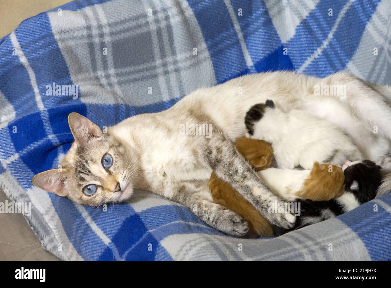 Lynx Point Siamkatze, die sich hinlegt und den Betrachter mit vier neugeborenen Kätzchen ansieht, die in einem Bett mit blau-weißer karierter Decke schlafen und pflegen. Stockfoto