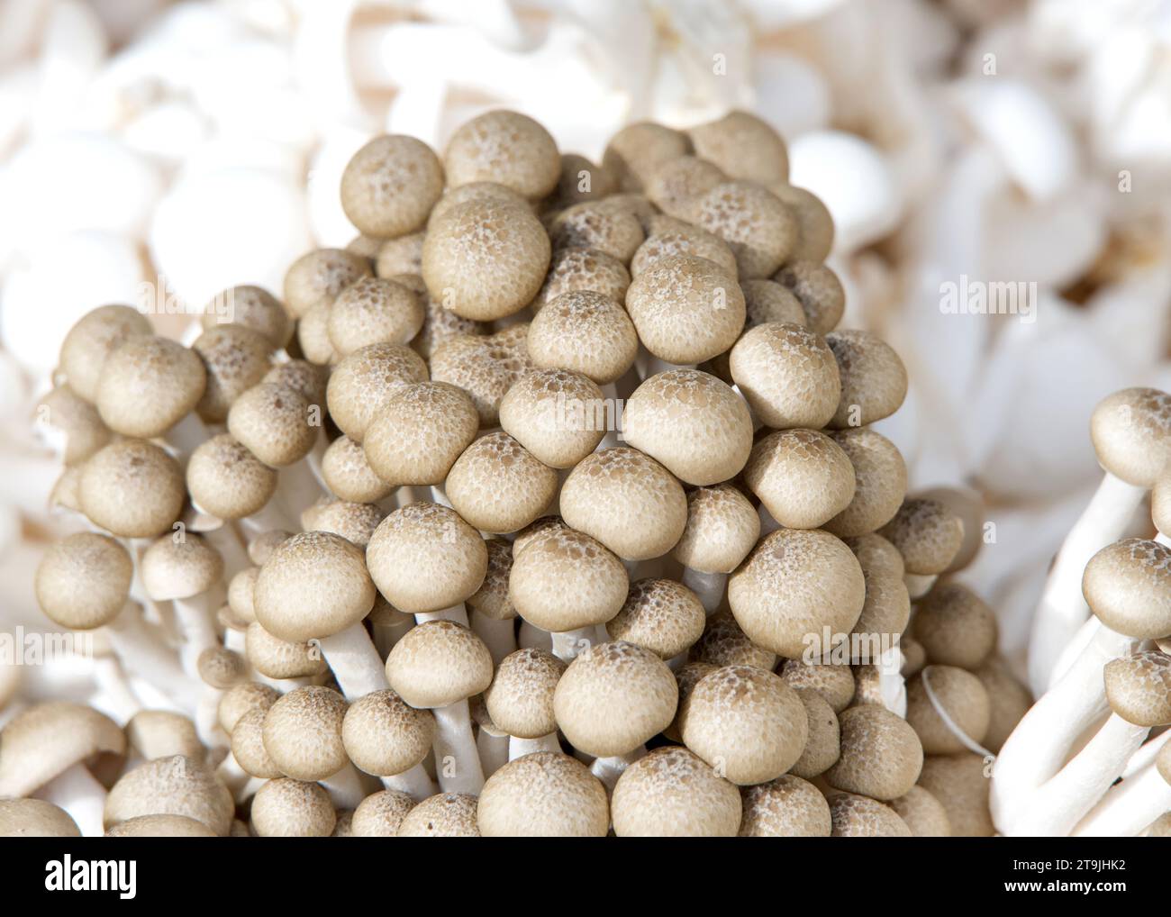 Nahaufnahme einer Gruppe essbarer Pilze zum Verkauf auf dem Bauernmarkt. Stockfoto