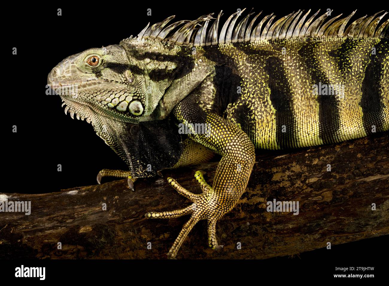 Der Grüne Iguana (Iguana iguana) ist eine variable Riesenechsenart. Dieses Exemplar stammt aus Kolumbien. Stockfoto
