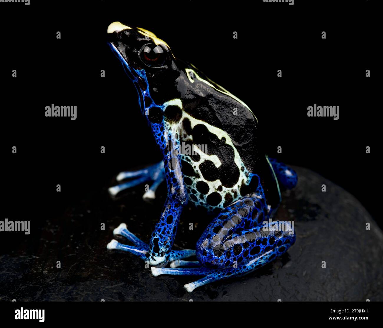 Der Dendrobates tinctorius (Dendrobates tinctorius) ist eine große, bunte Froschart aus dem Guayana-Schild in Südamerika. Stockfoto